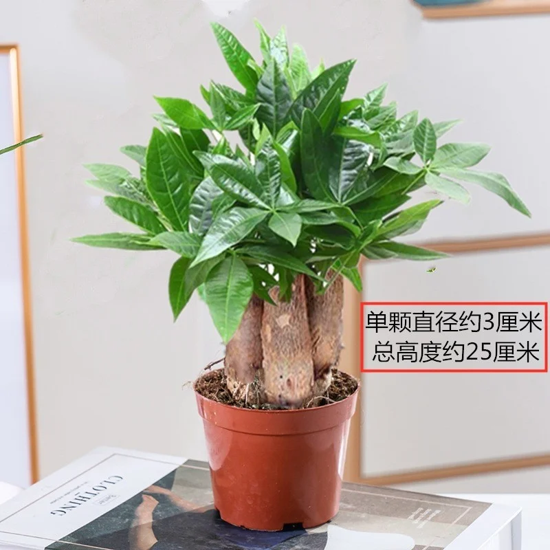 ✨招财树水培种草｜新中式绿植好物