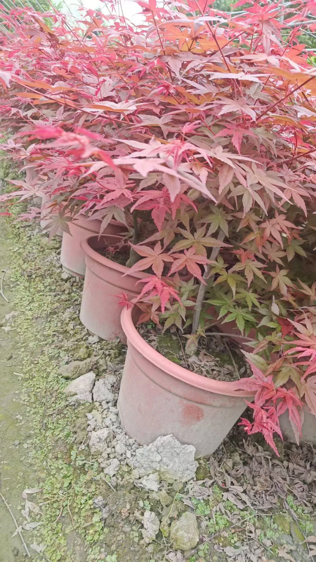 想送红枫，有人想养吗？