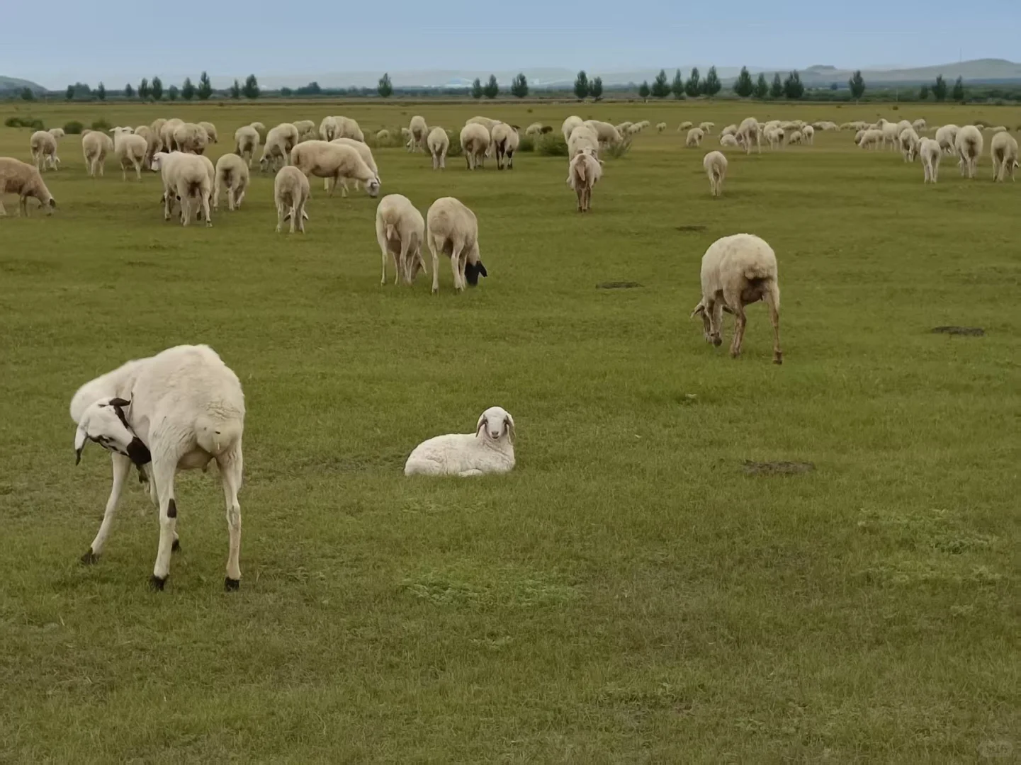 出售呼伦贝尔牛羊肉奶制品