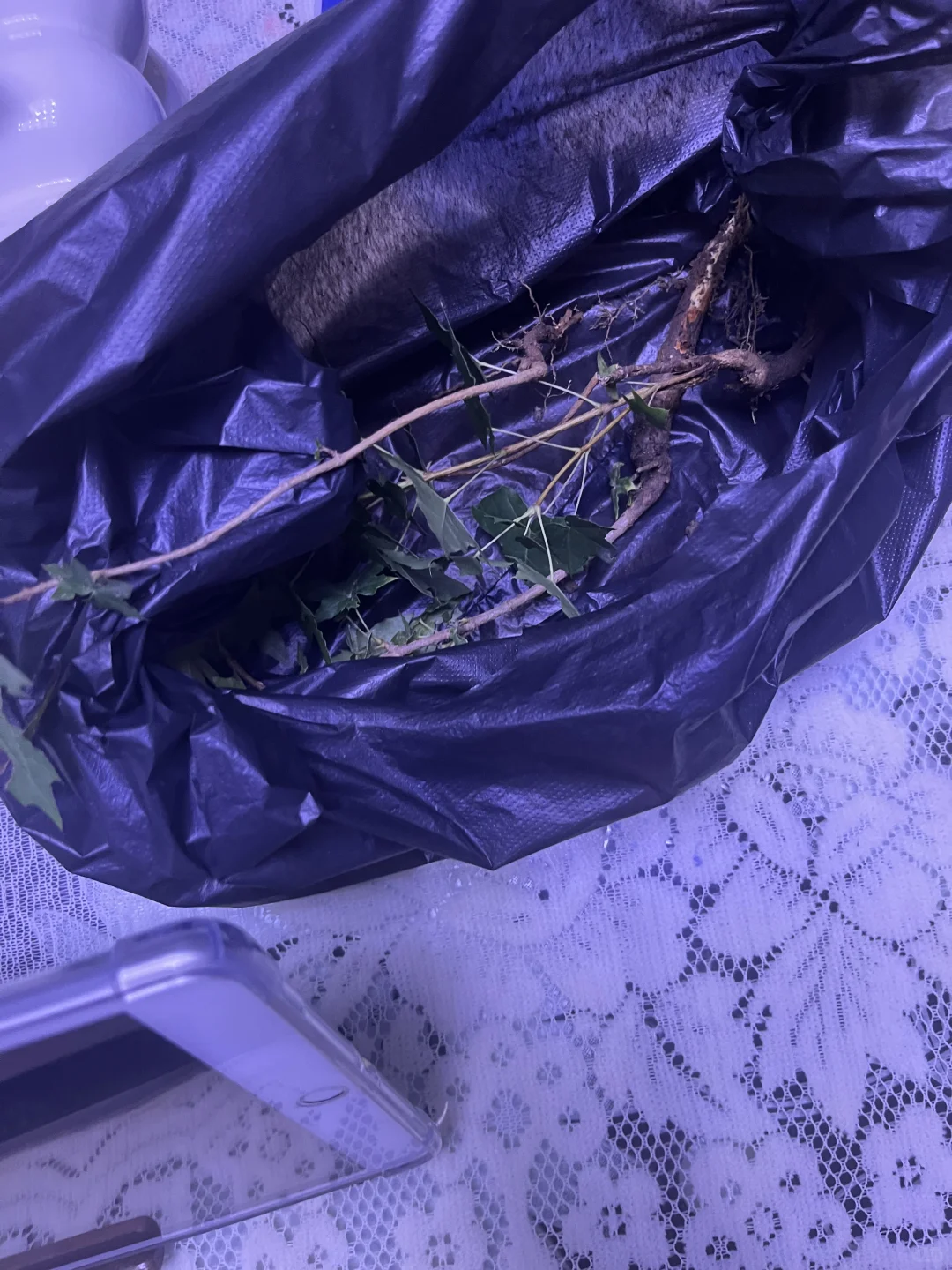 第一次采种枫树苗，一定要顺利长大～