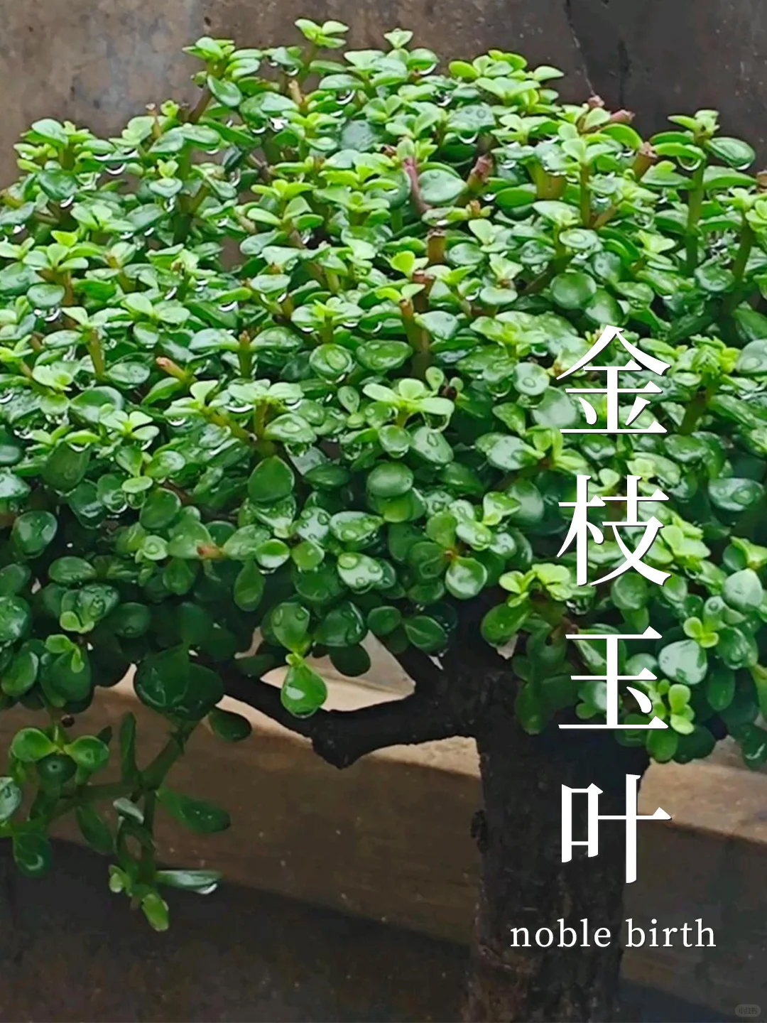 8种养不死的植物✅植物杀手也能养❗