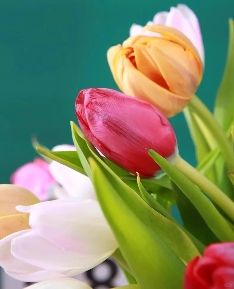 ?水培花卉｜老钱风绿植种草