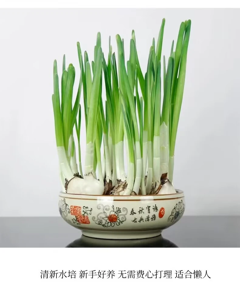 ❄️高级感水仙｜小众绿植种草