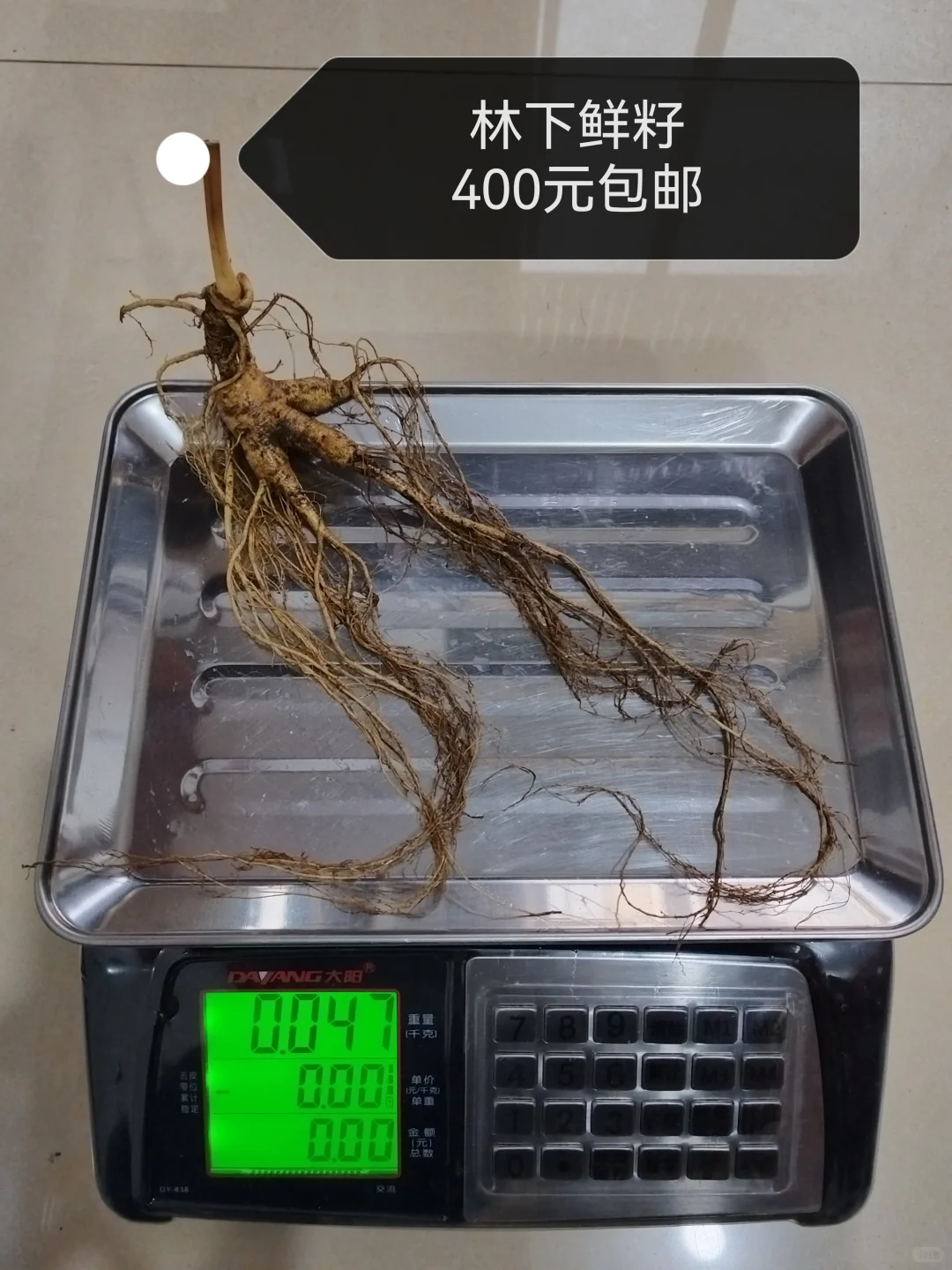 自然林下籽嘎嘎纯