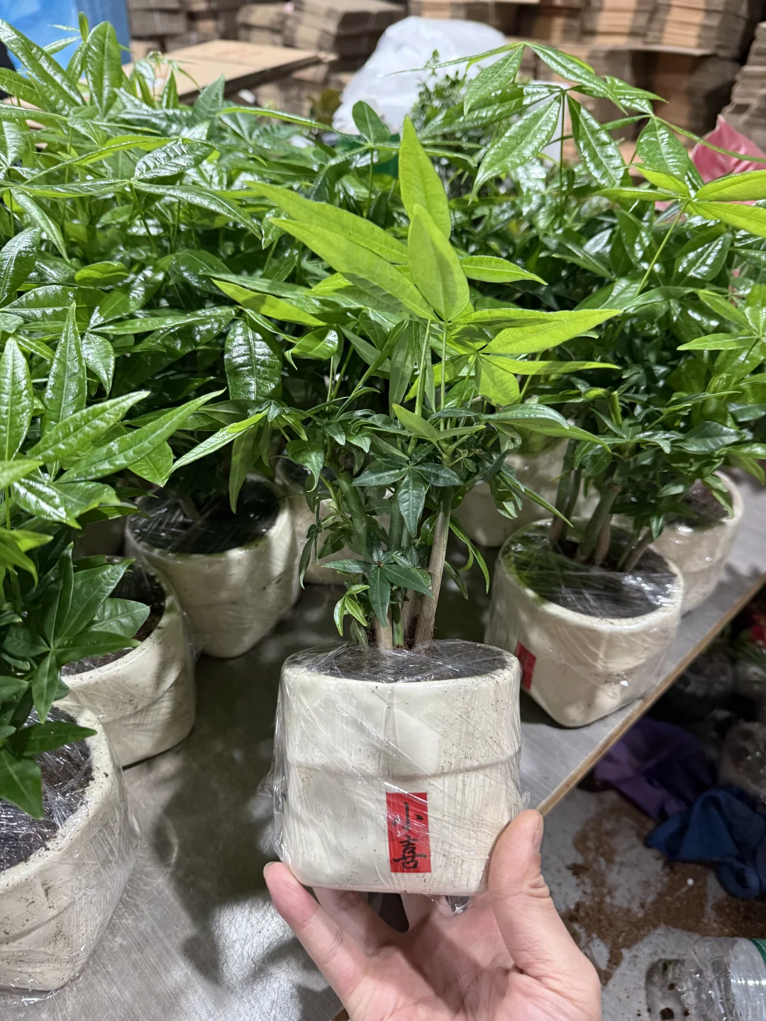 刚刚，拿下我的小森林?发财树