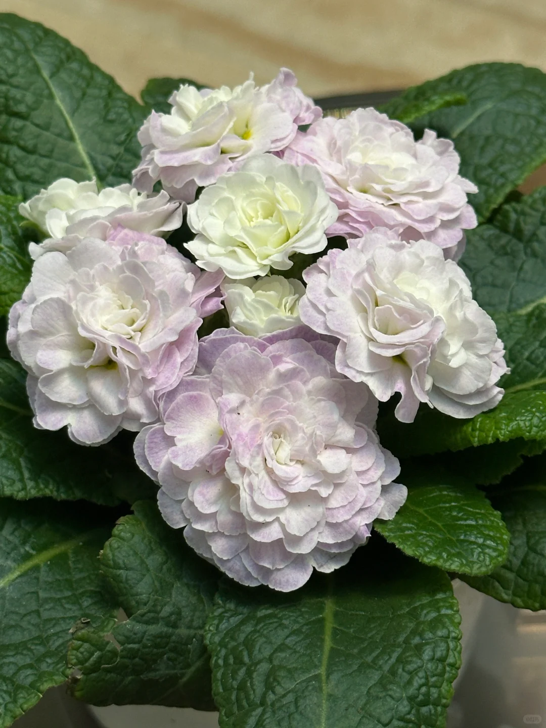 方兴长治进口Belarina重瓣报春花