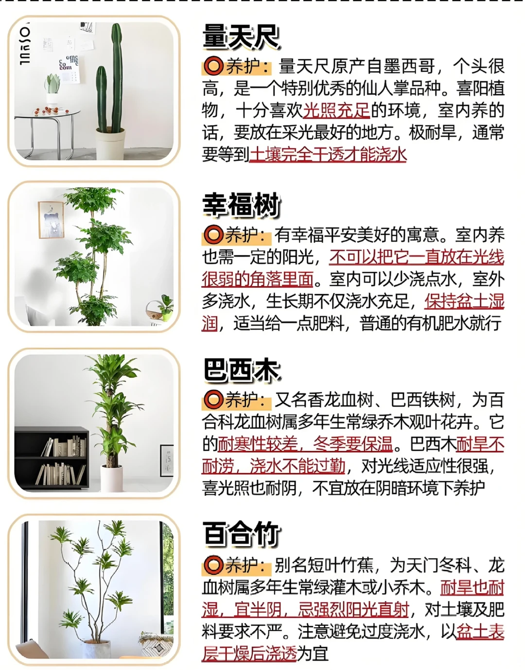 好看又好养的绿植