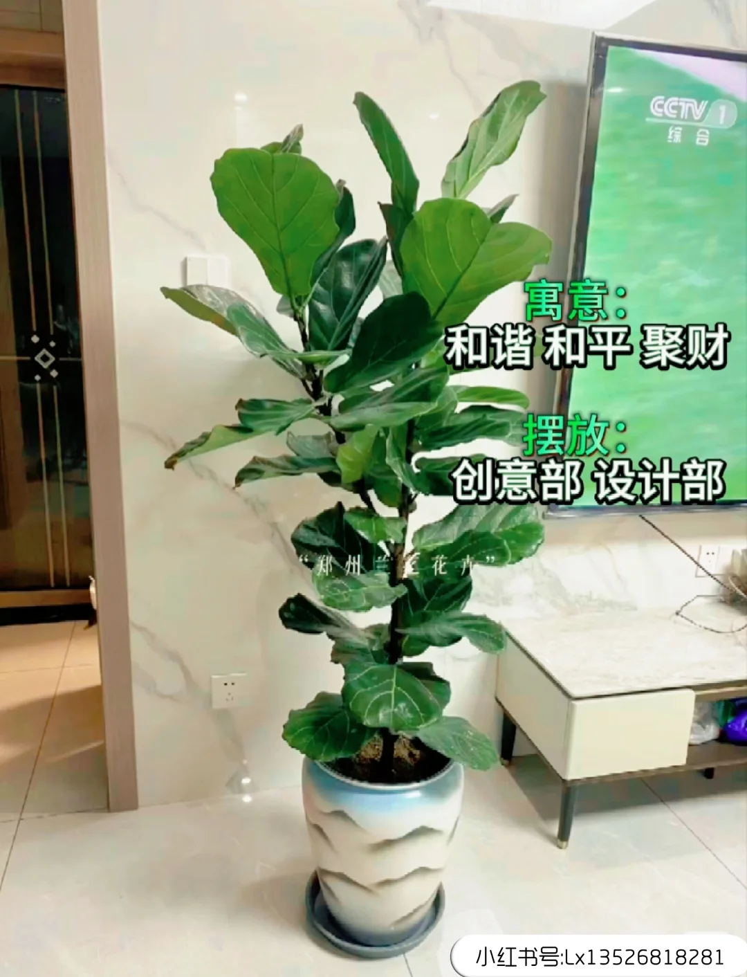 12种办公室大型绿植推荐｜寓意+养护指南
