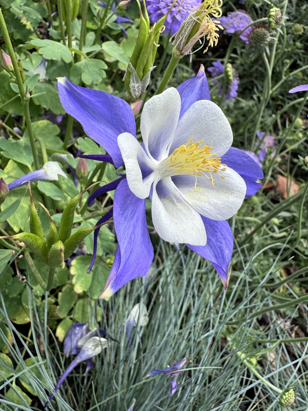 仙气飘飘的耧斗菜