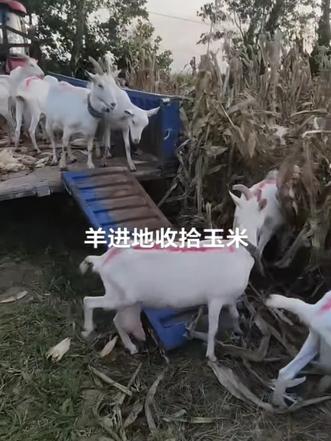 有需要羊副产品的嘛，羊奶羊腿羊排羊蝎子