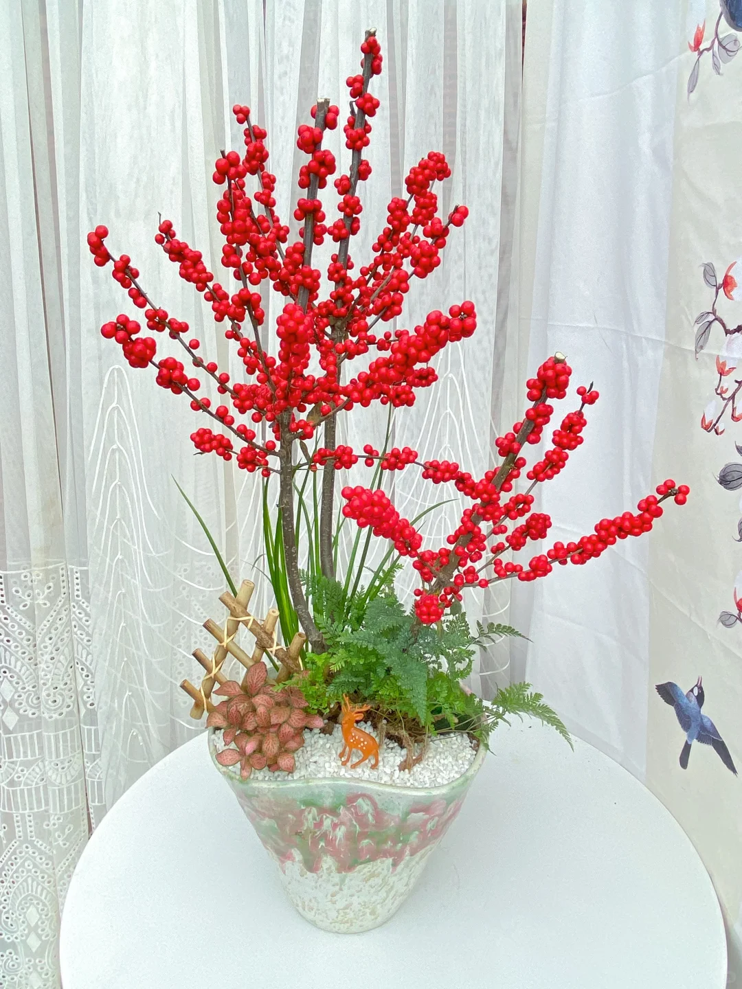 北美冬青精品盆栽上新