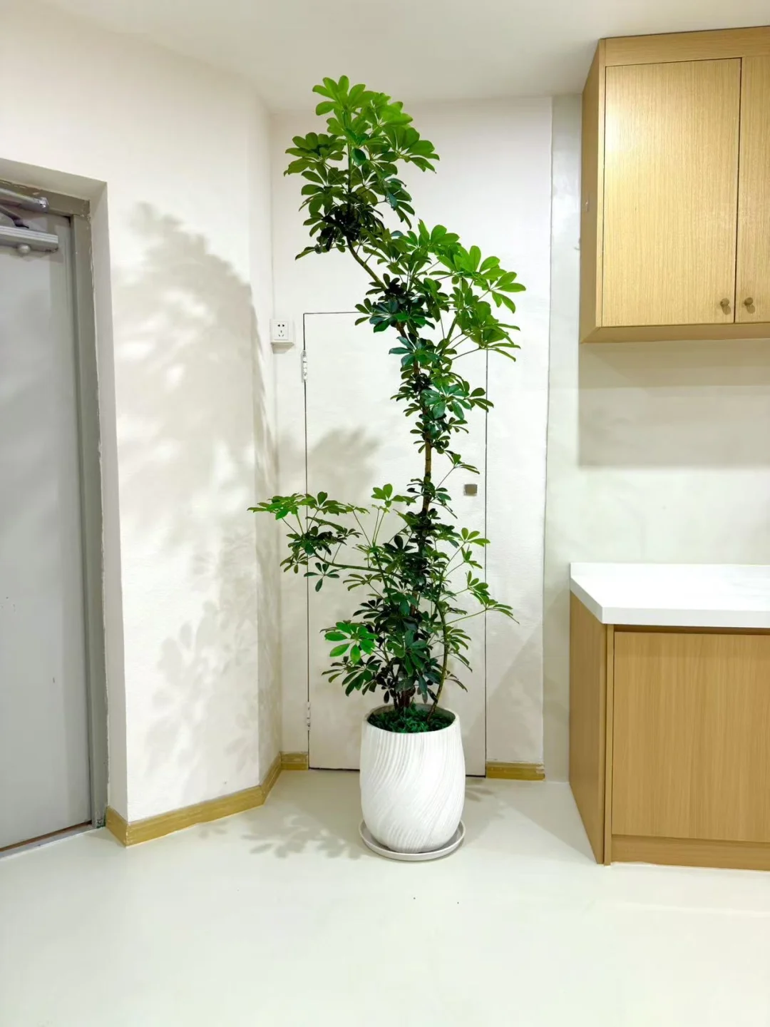 室内落地绿植花卉