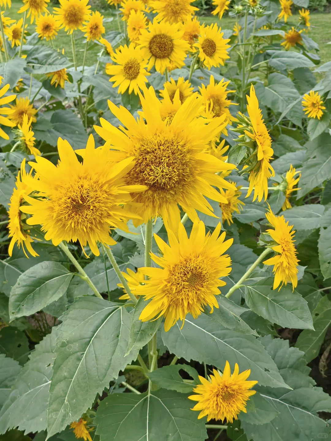 每日一花65: 向日葵