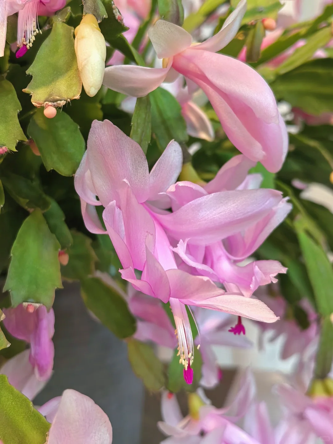 蟹爪兰的高光时刻到啦