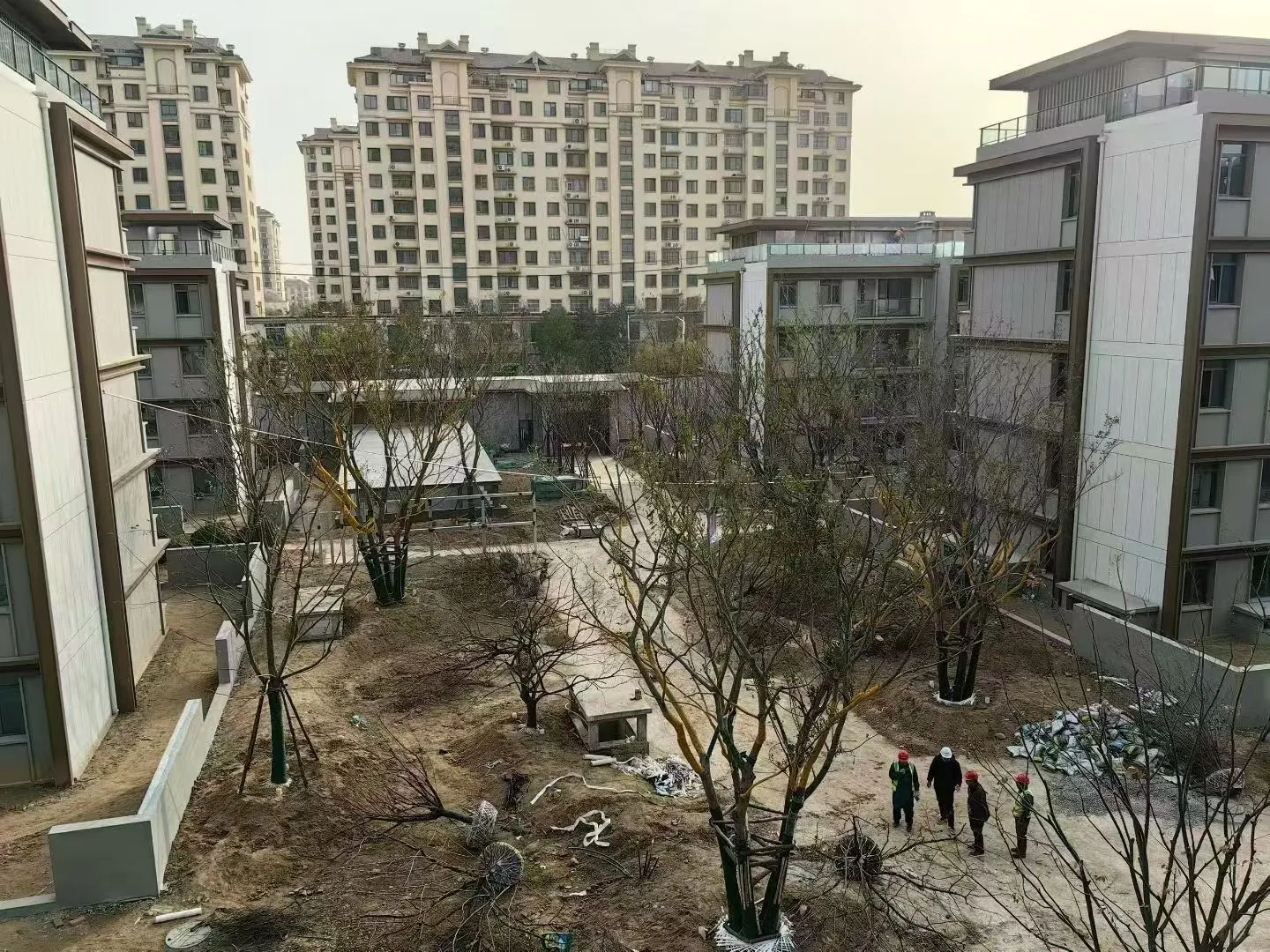 这是种的什么树啊？