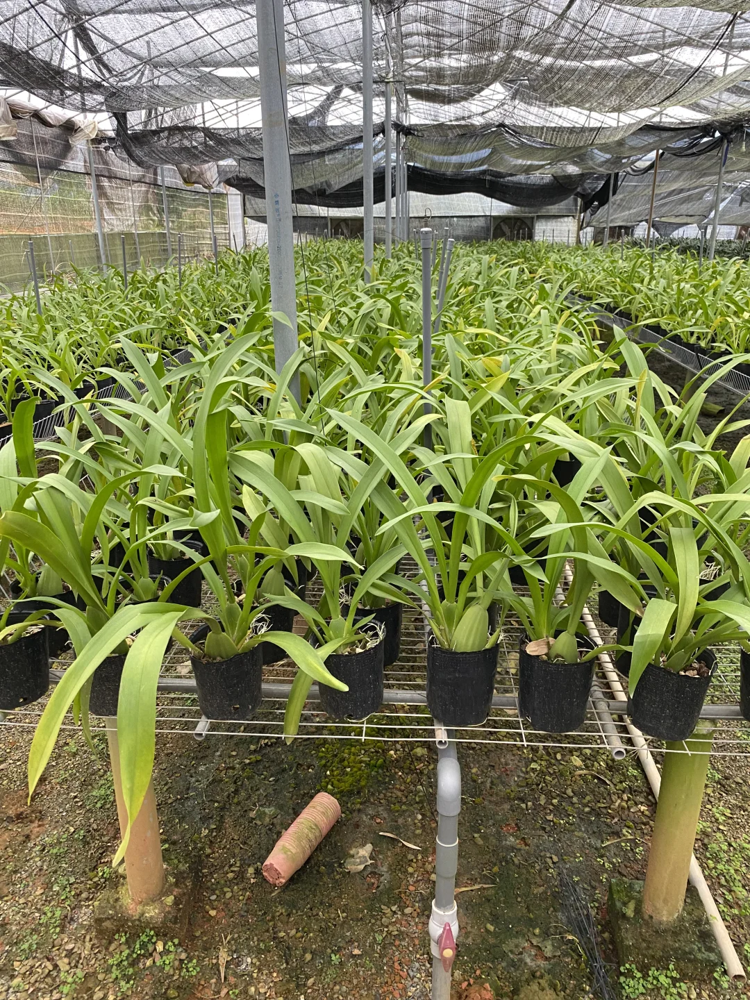 免费送花，有要的联系可邮寄