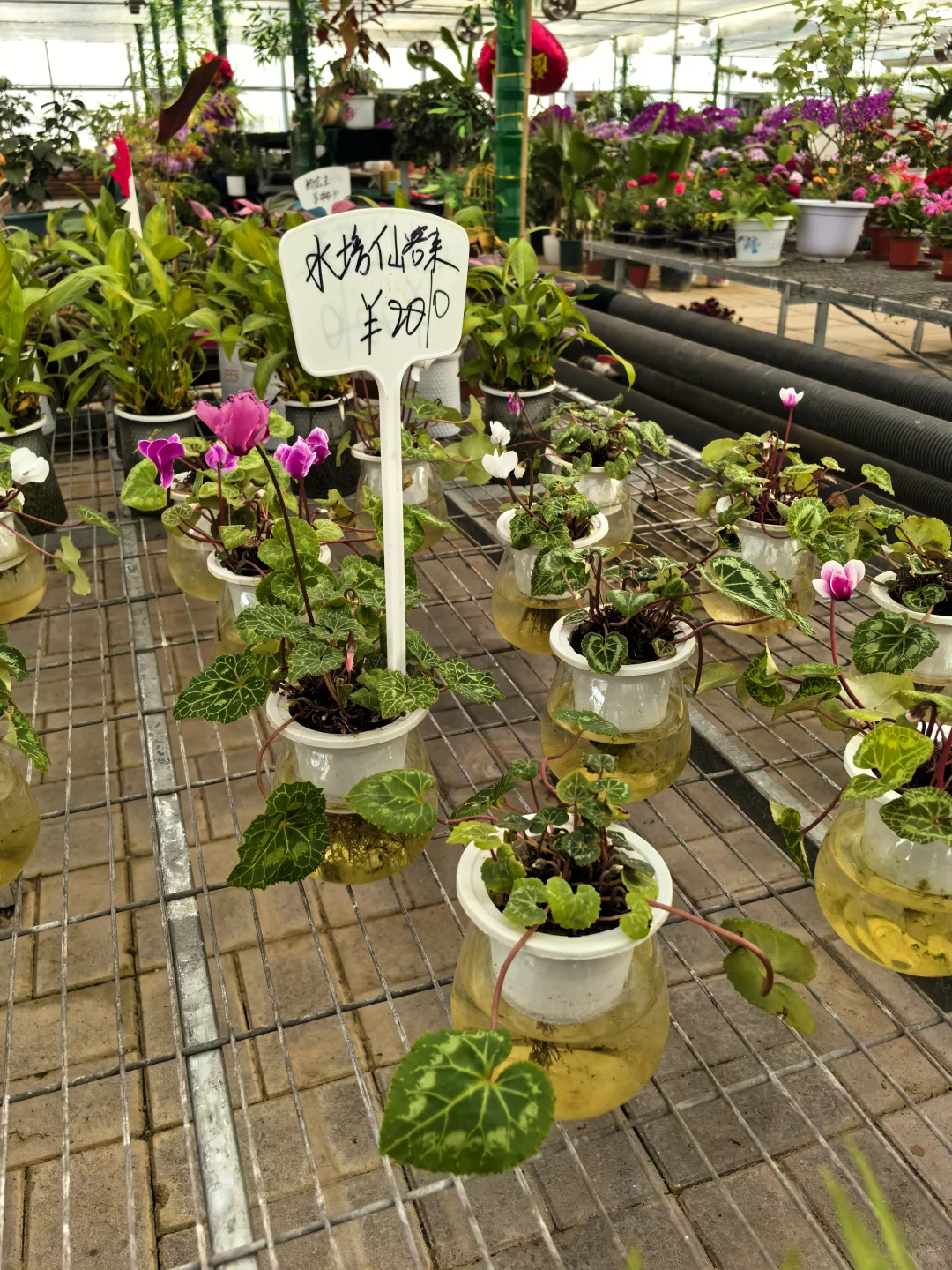 鑫善百园花卉大厅真不错！