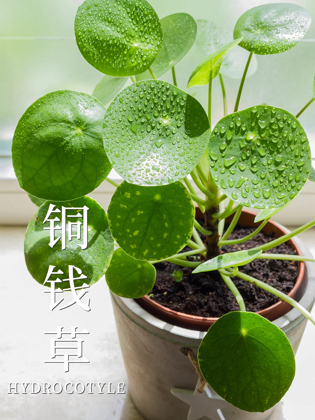 8种养不死的植物✅植物杀手也能养❗