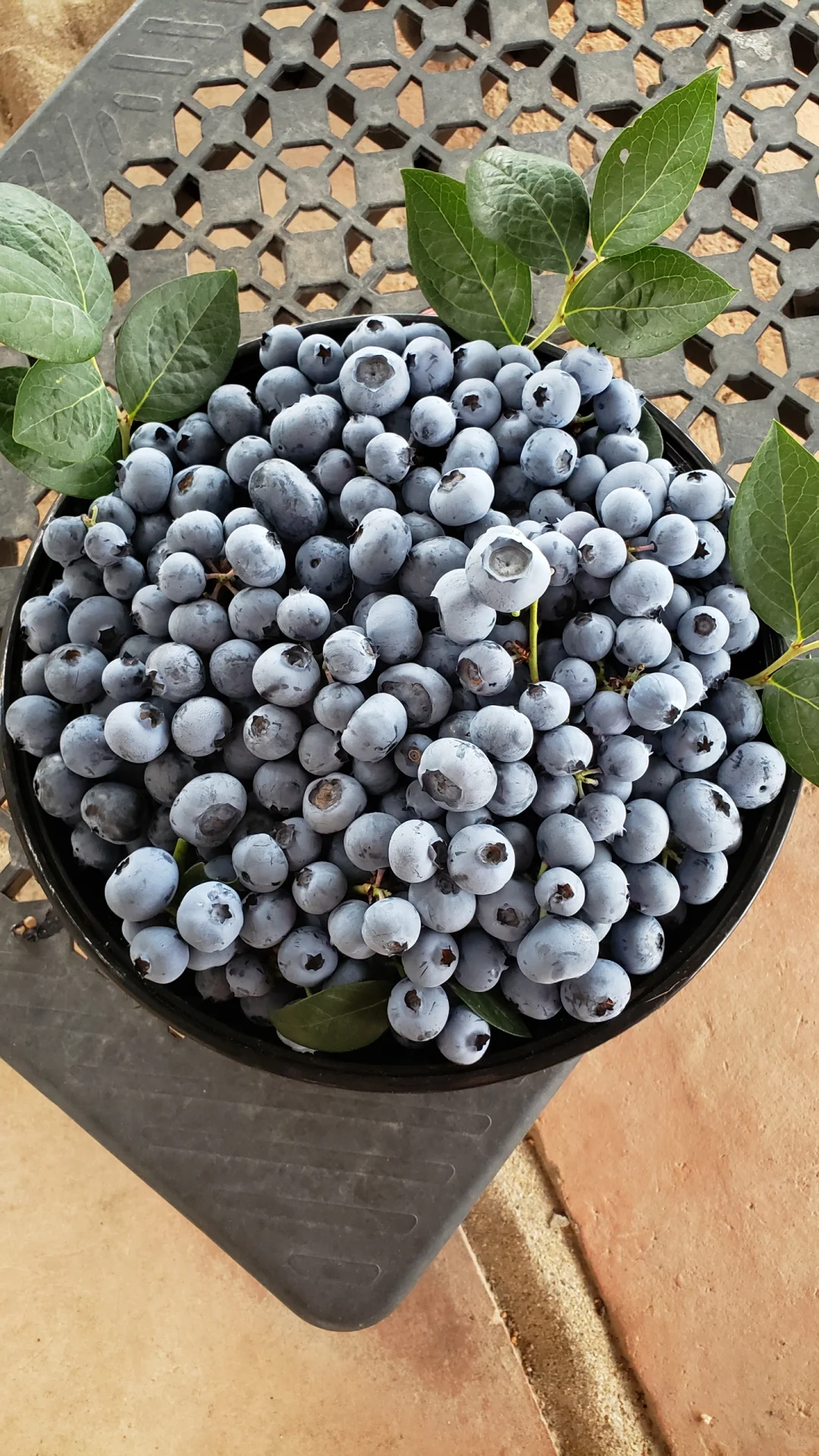 今年的蓝莓燃尽了