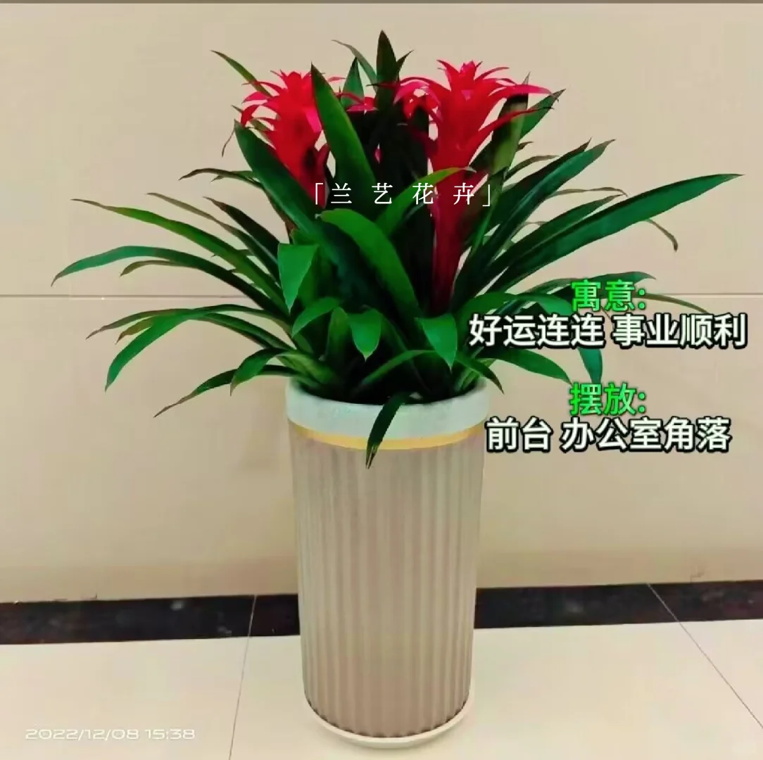 12种办公室大型绿植推荐｜寓意+养护指南
