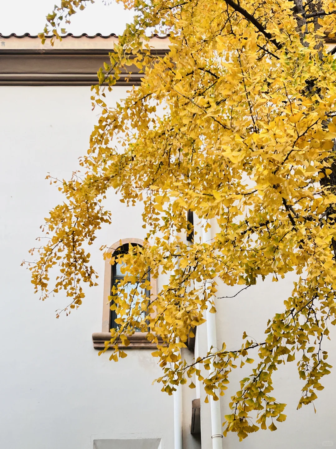 独立英语老师日常「学会吸收能量」