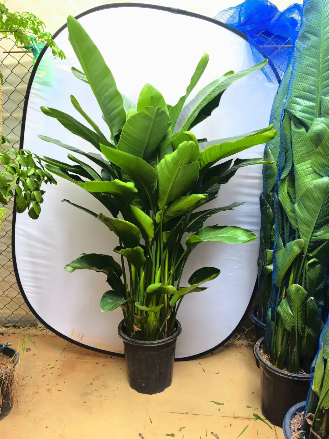 深圳绿植租赁批发，可上门设计出方案。