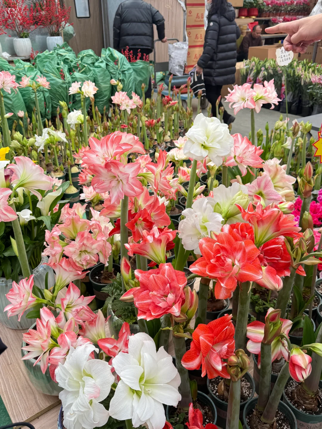 心中第一花市瞅一瞅