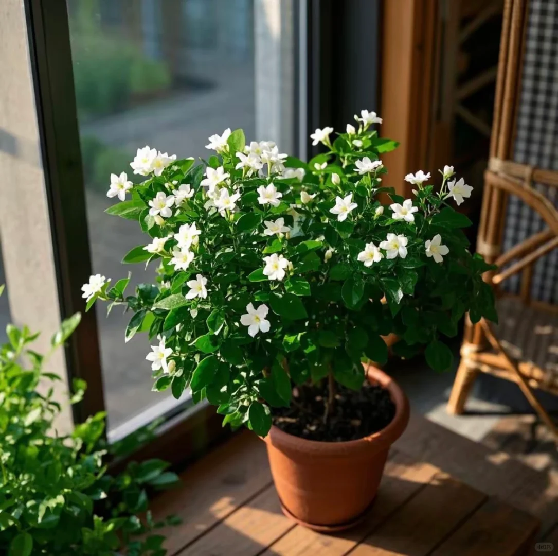 今天讲茉莉花！