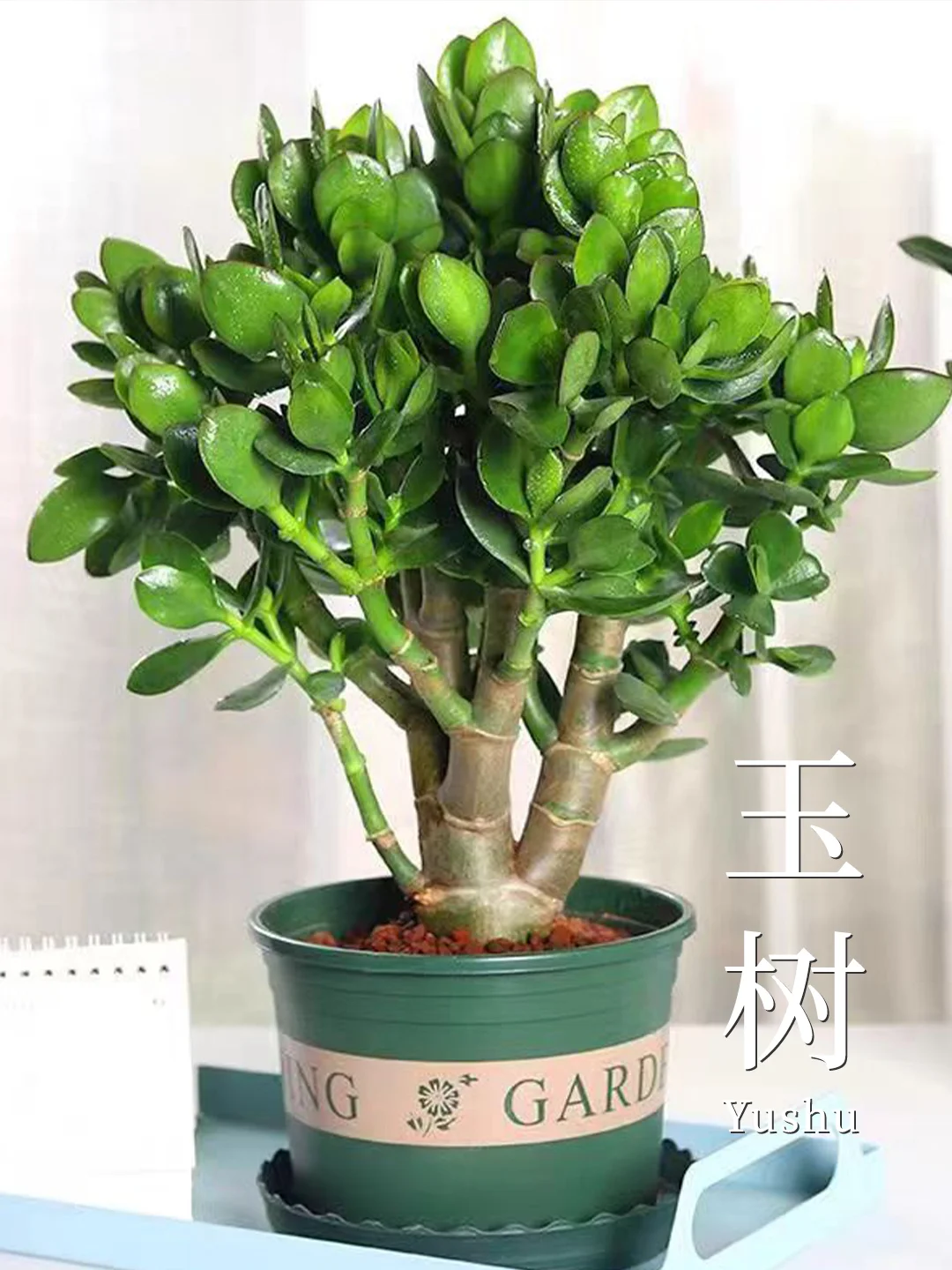 8种养不死的植物✅植物杀手也能养❗