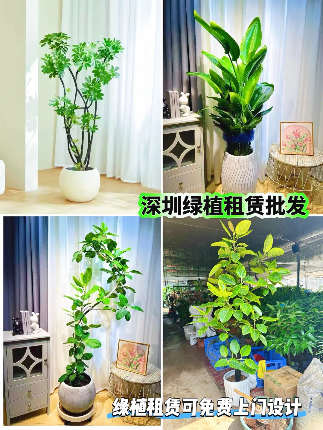 深圳绿植租赁批发同城两小时送达