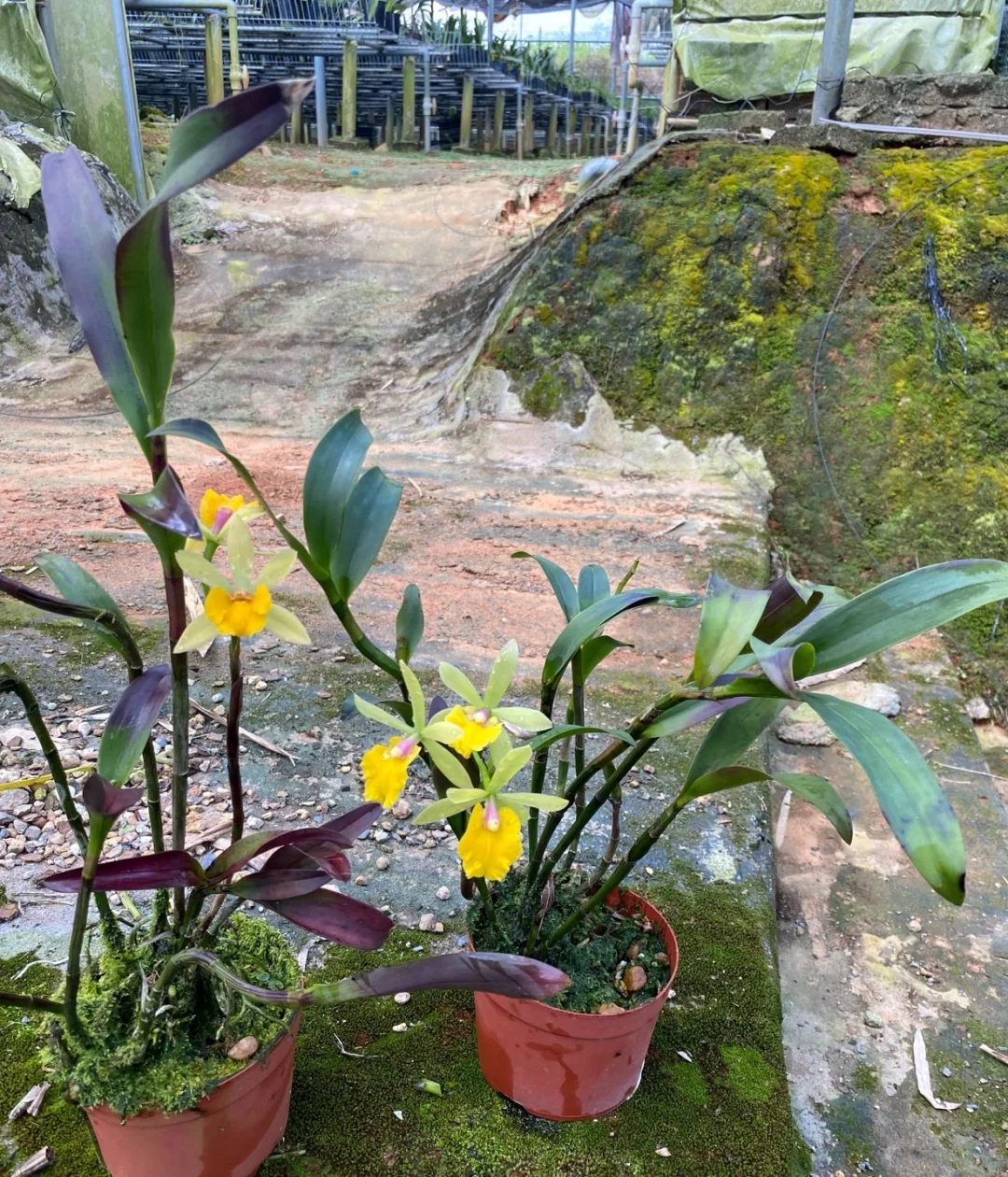 免费送花，有要的联系可邮寄