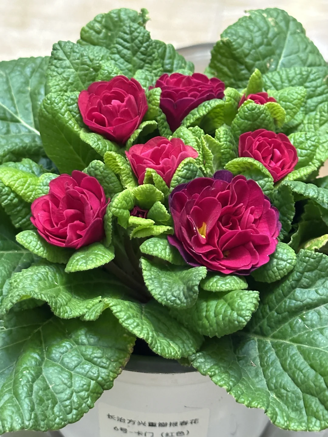 方兴长治进口Belarina重瓣报春花