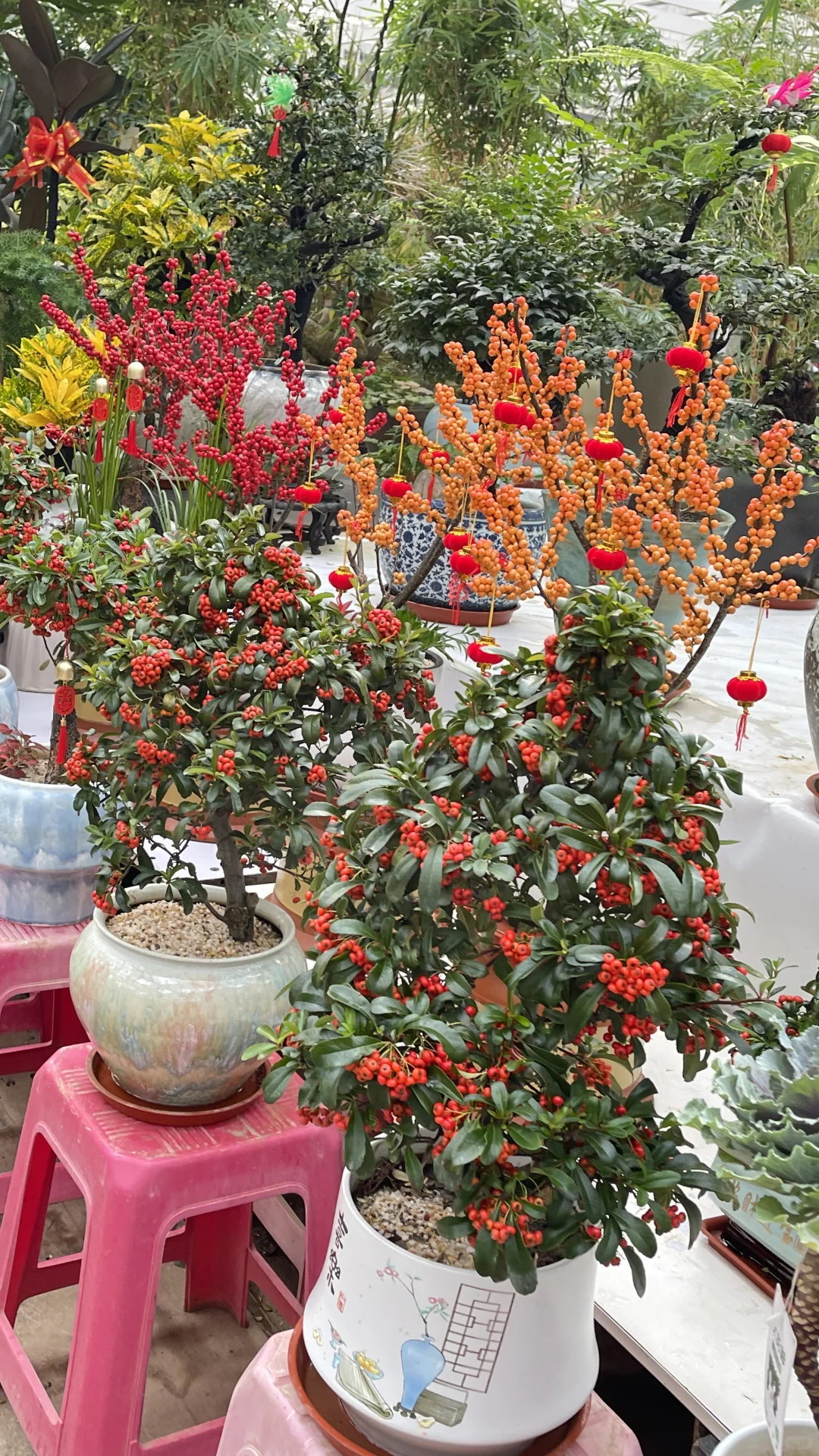 天津曹庄花卉，一个让你搬回整个春天的宝藏