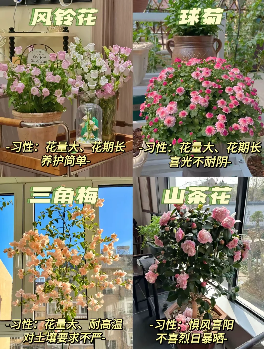 ?超级美丽室内盆栽｜让家秒变ins风小花园?