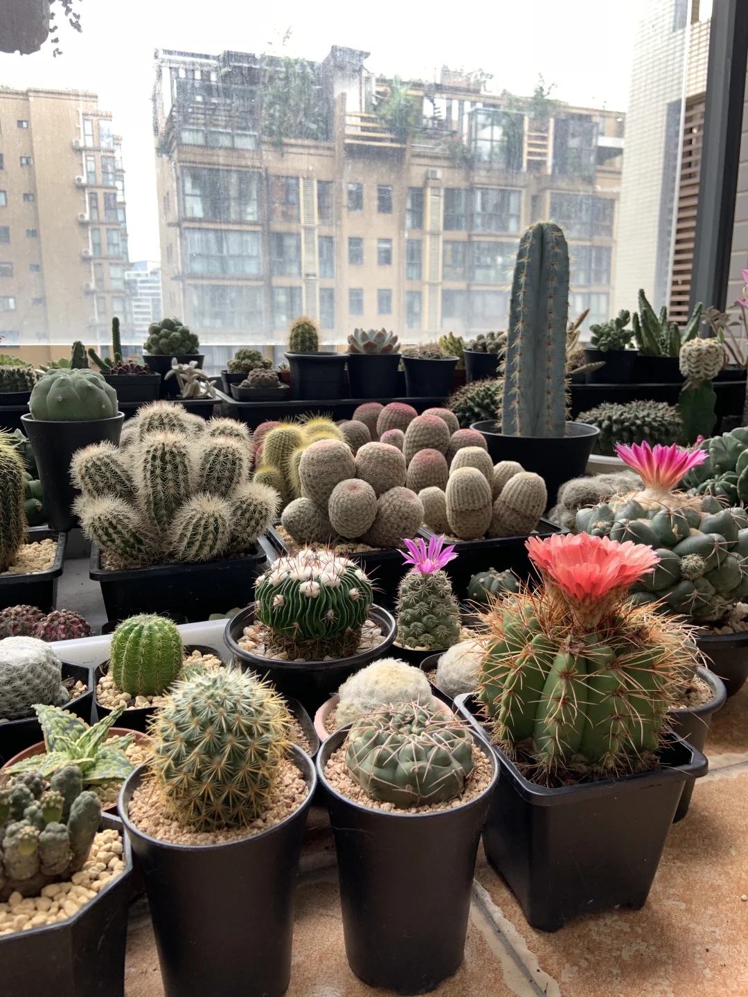 我的小阳台每天都有惊喜