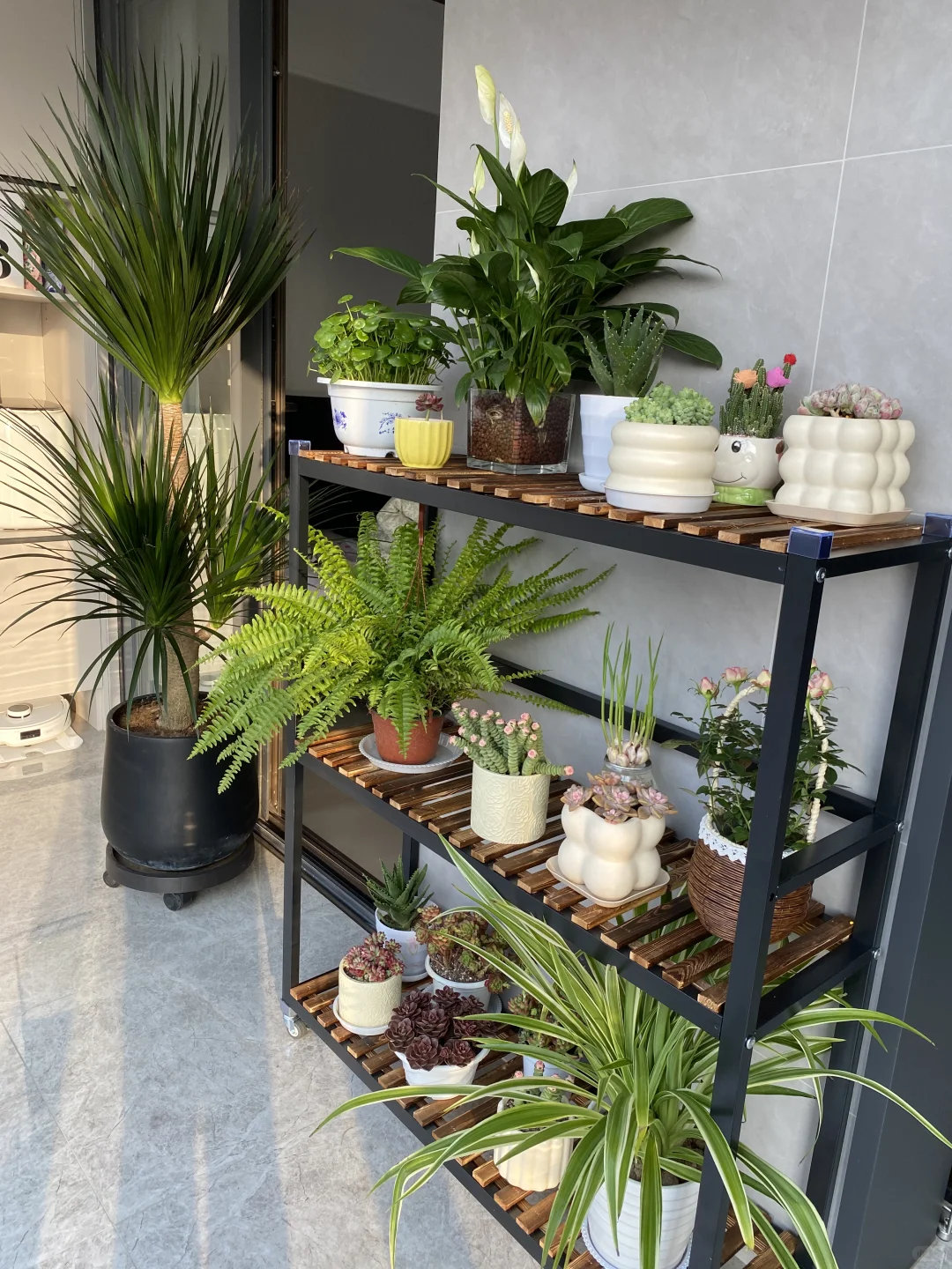 多肉种下啦 我的绿植小天地也太治愈了吧?