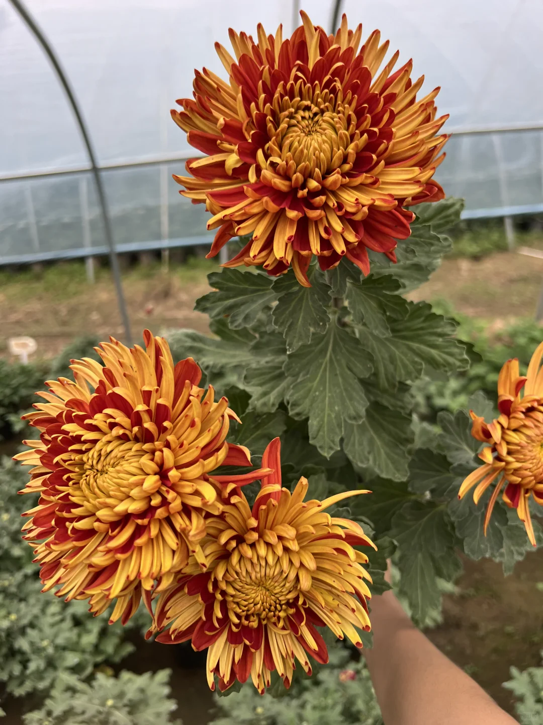 随手一拍的大菊！ 真的好美！