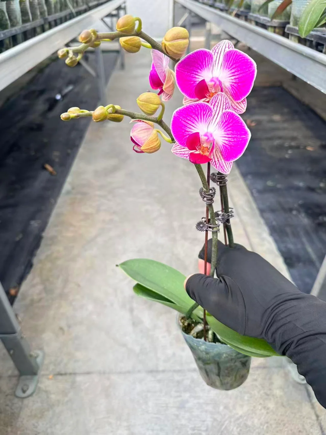 3寸（天堂鸟）单14，双16元，36/56