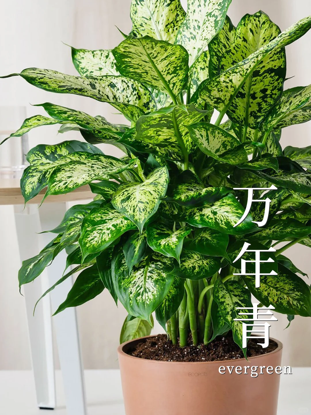 8种养不死的植物✅植物杀手也能养❗