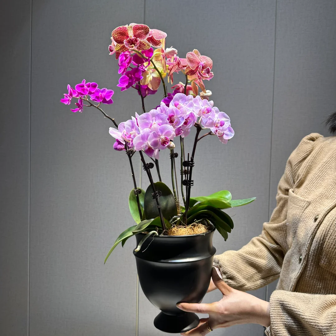 这个蝴蝶兰一盆才100出头