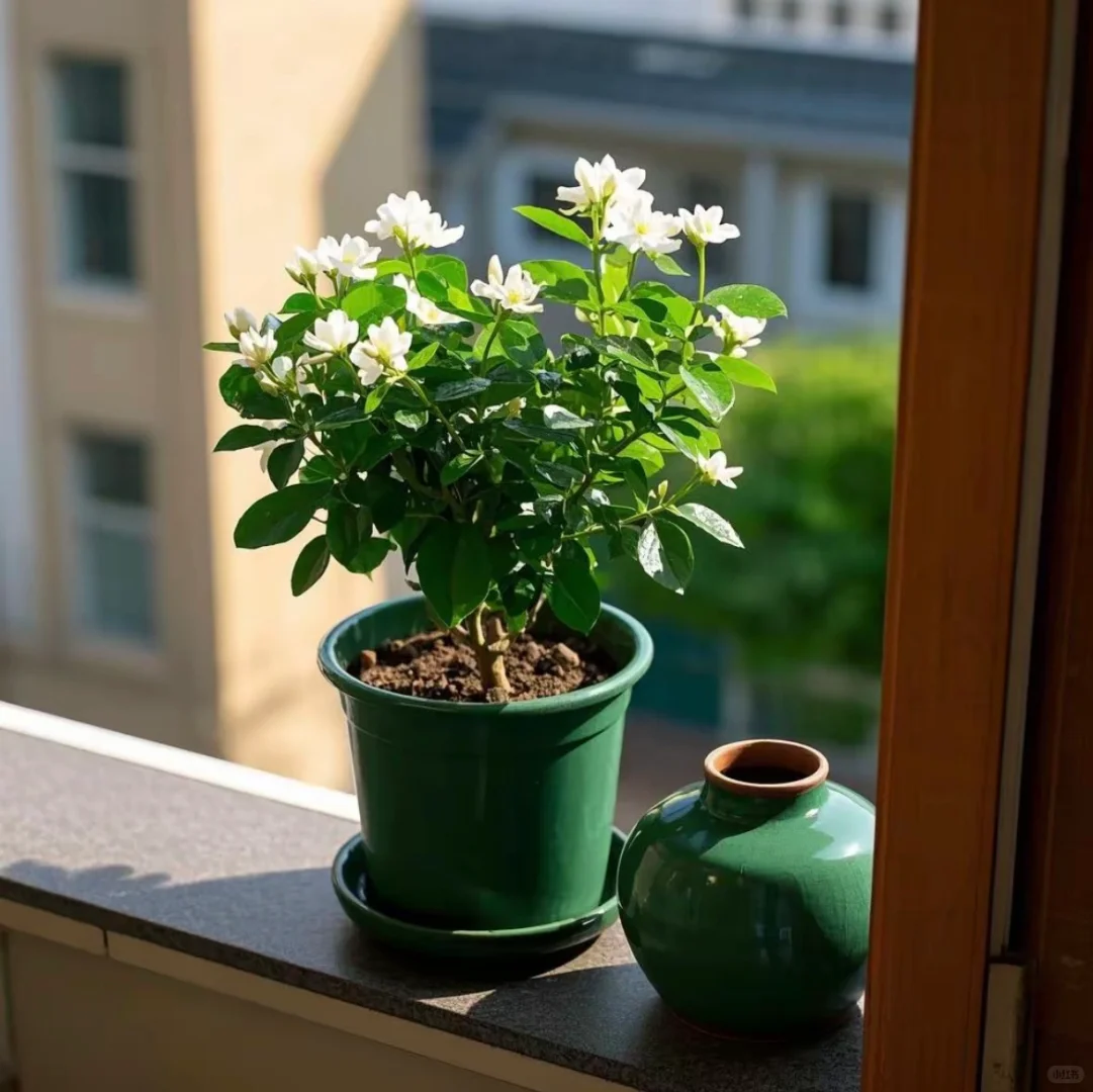 今天讲茉莉花！