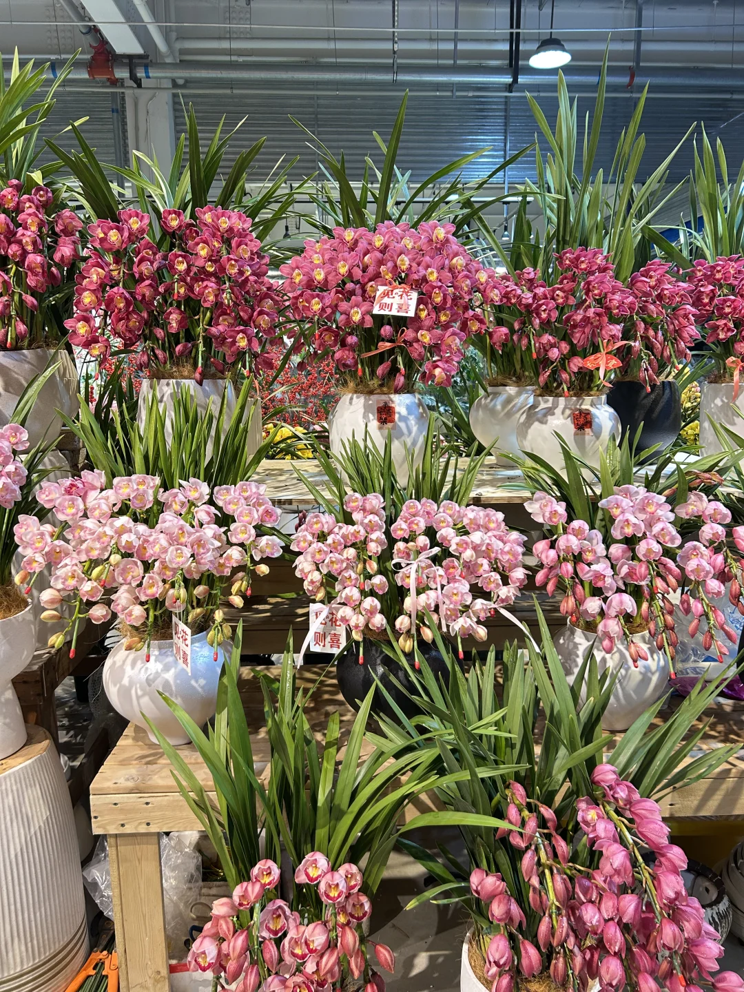 年宵花/?懒人养花首选：大花蕙兰❓❓