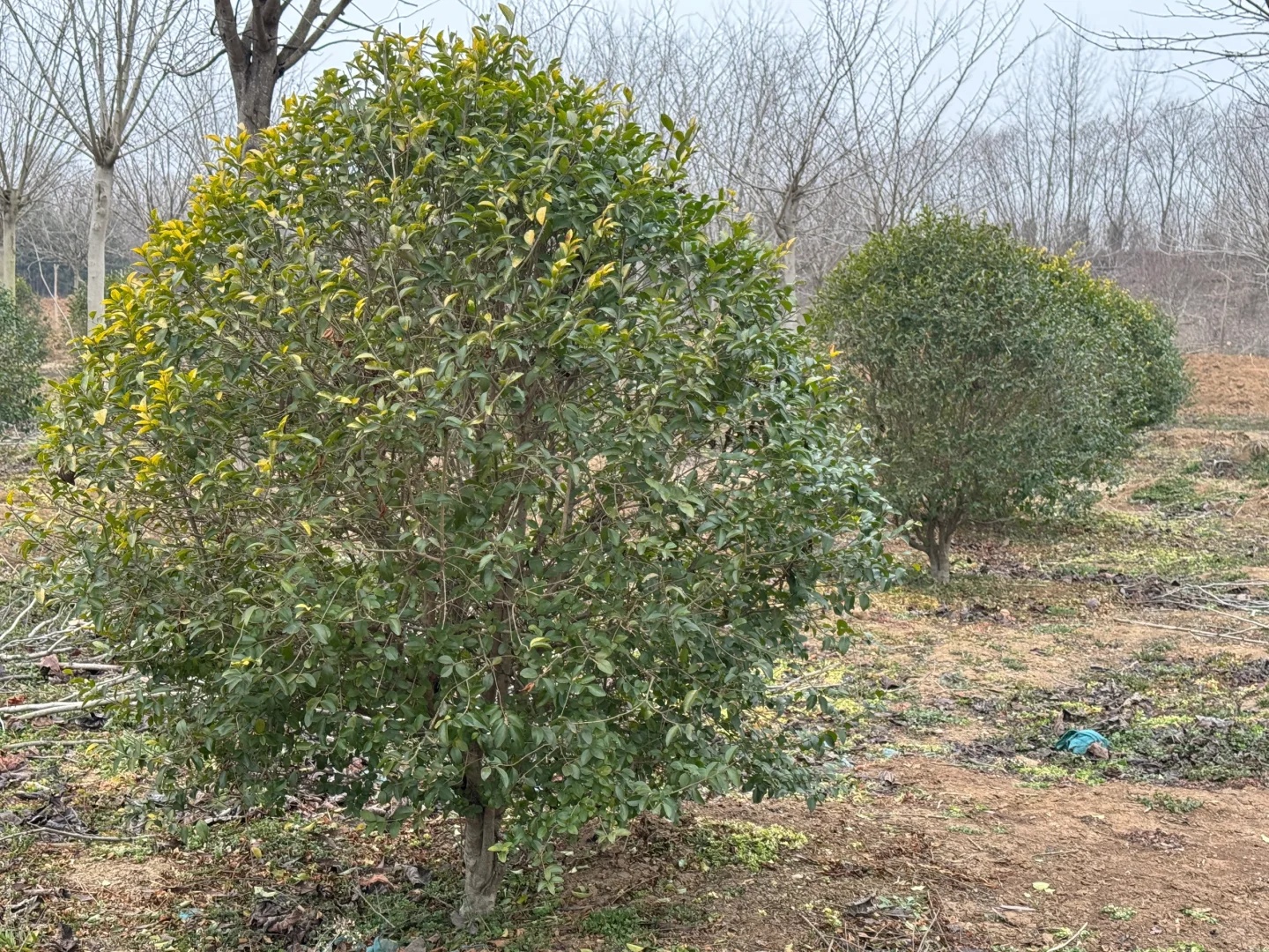 我家近千亩苗圃