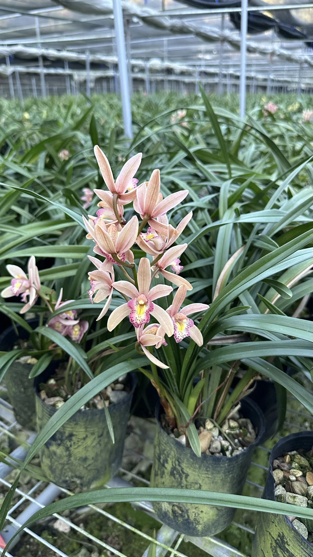 免费送花，有要的联系可邮寄