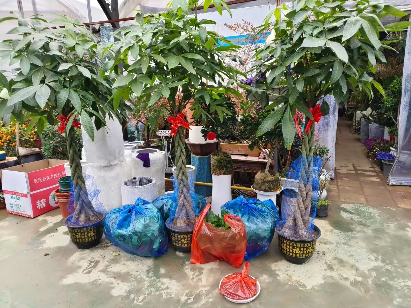 绿植批发 送货上门 可开发票