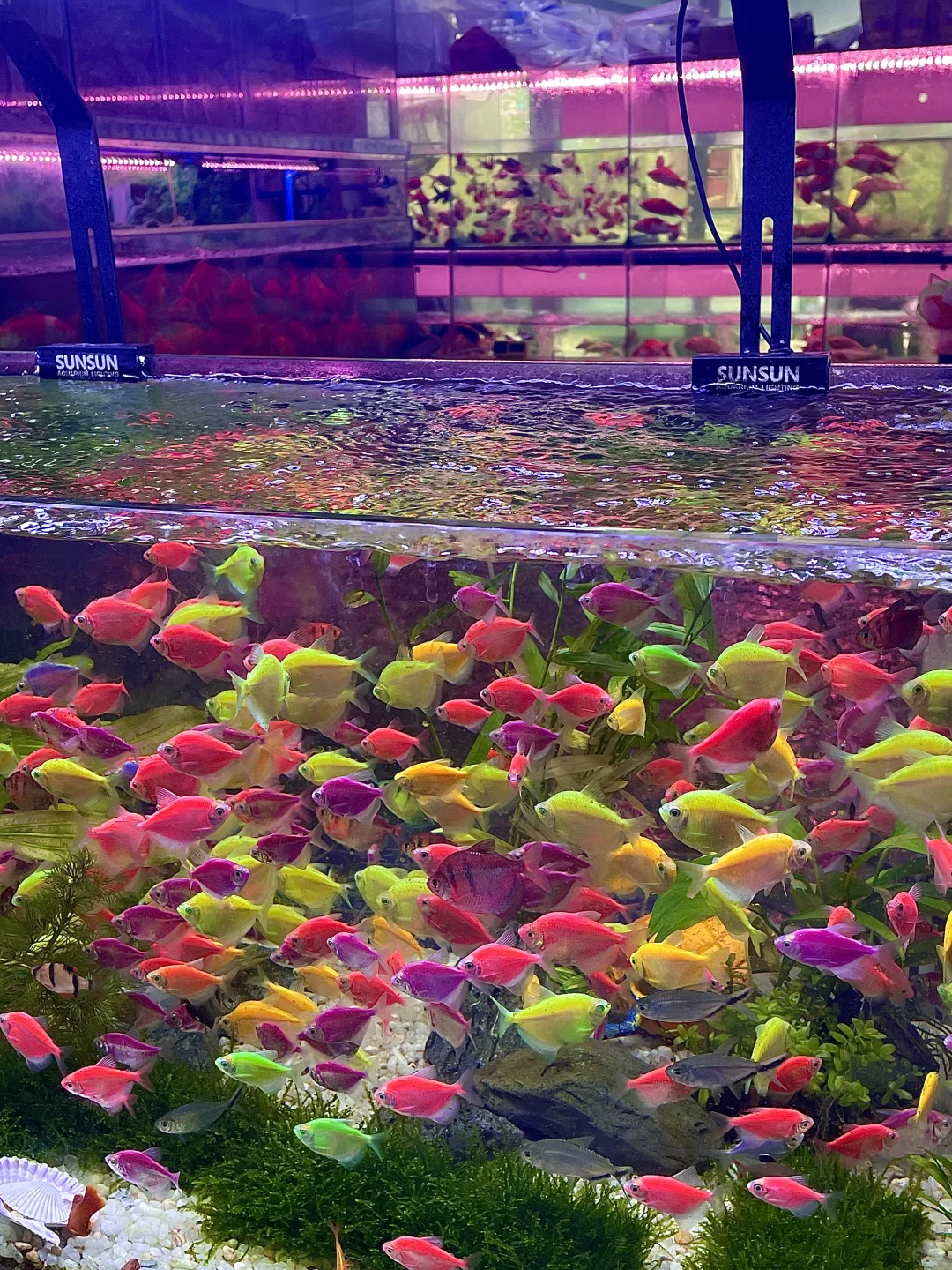 南昌这个花鸟市场也太好逛啦吧