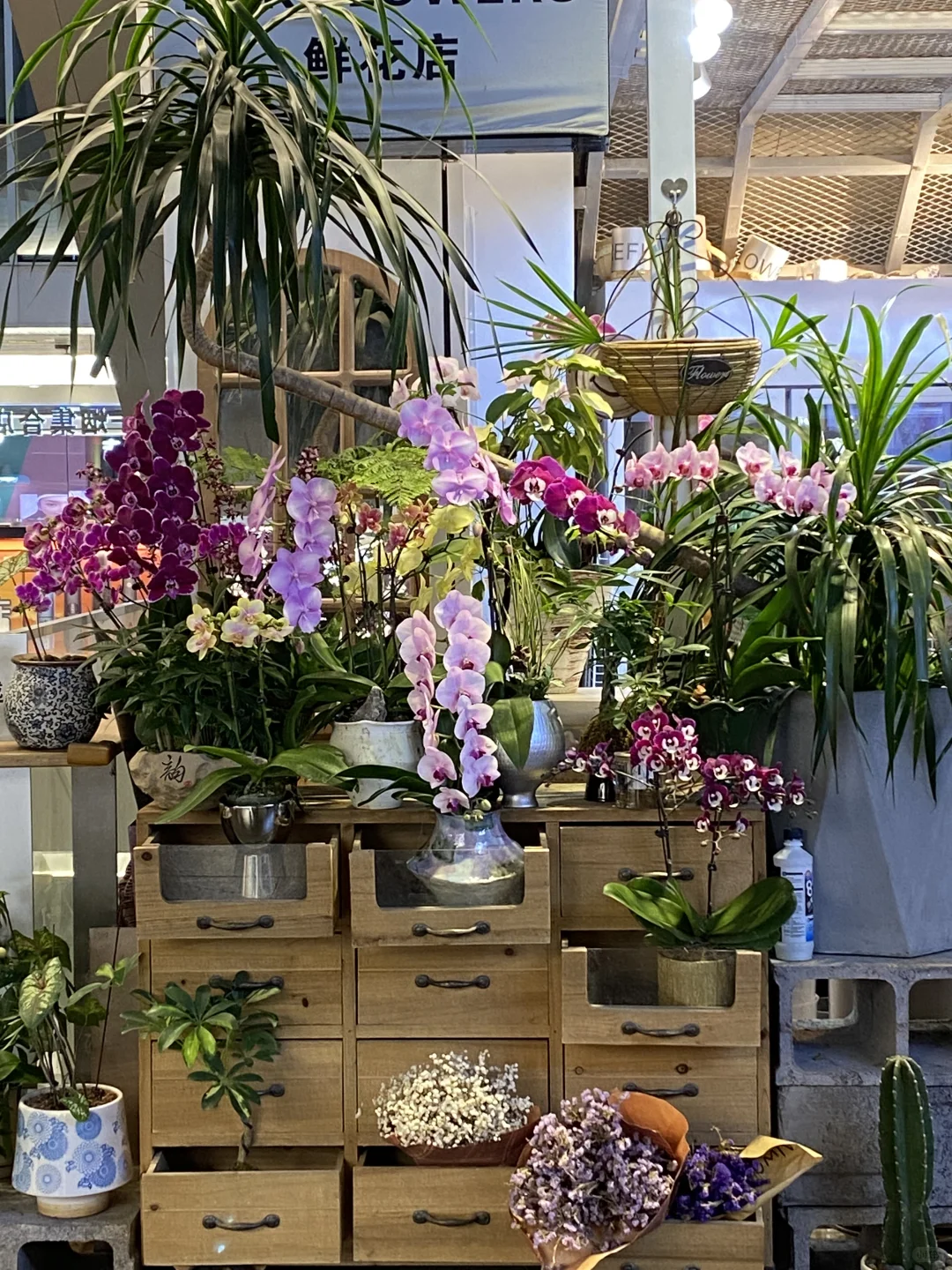 又是满满当当｜蝴蝶兰绿植上新?｜北京花店