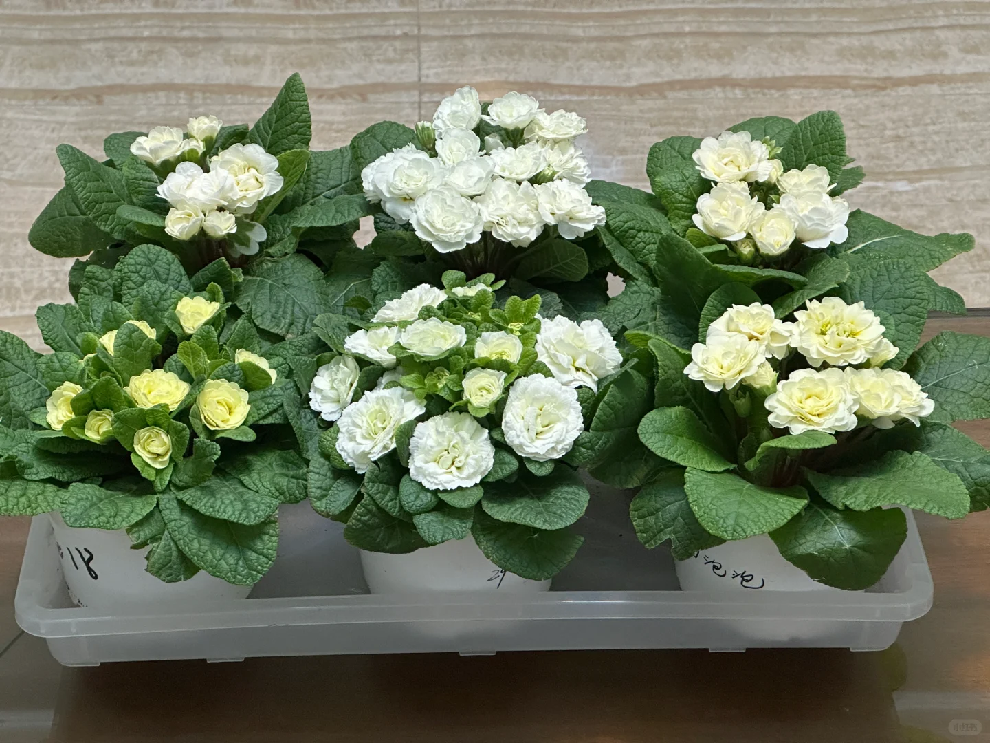 方兴长治进口Belarina重瓣报春花