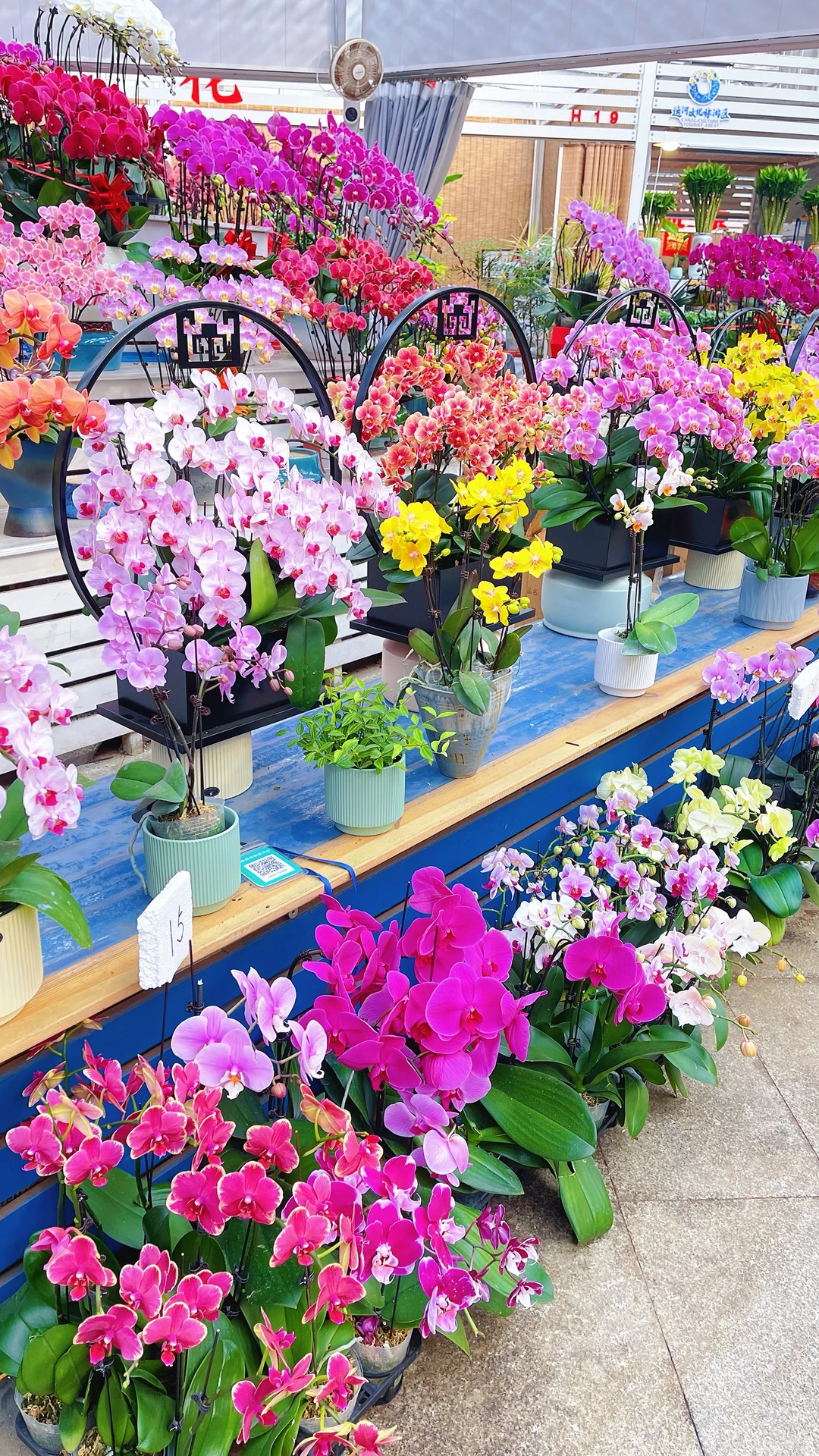 天津曹庄花卉，一个让你搬回整个春天的宝藏