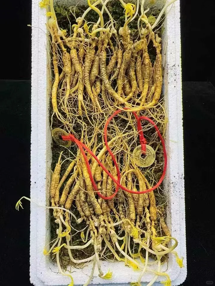 【林下野籽货】